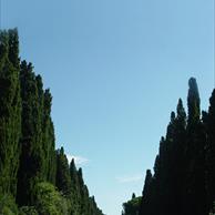 Bolgheri