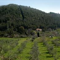 Sassetta