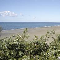 Marina di Bibbona